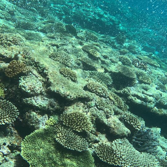 慶良間・海