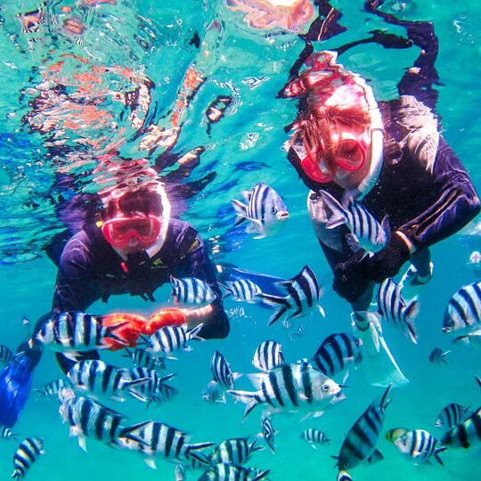 シュノーケル・熱帯魚しましま