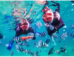 シュノーケル・熱帯魚しましま
